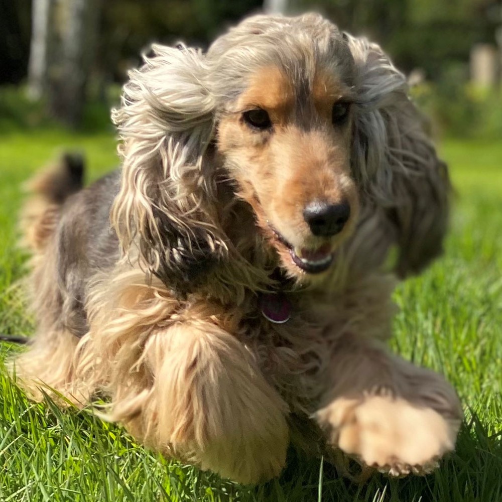 AVAILABLE PUPS | HILLSIDE COCKER SPANIEL